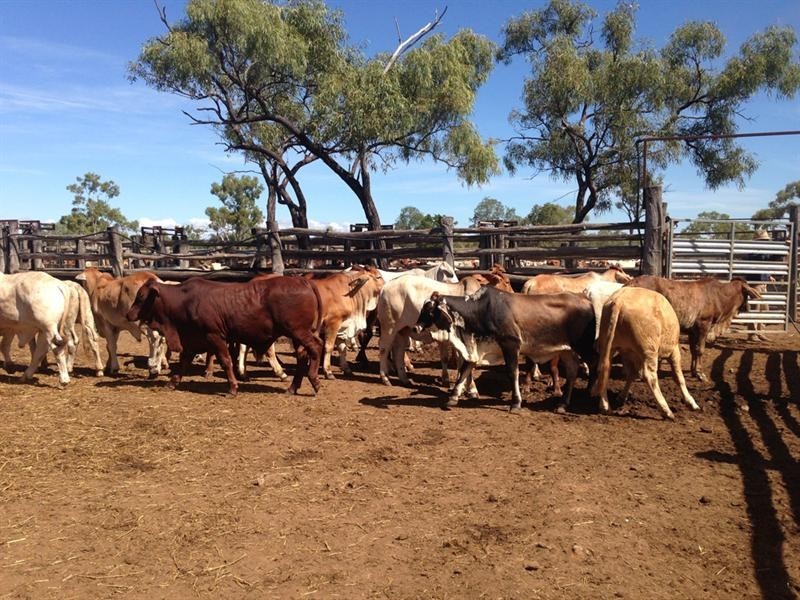 Mount Carbine QLD 4871