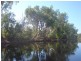 Mount Carbine QLD 4871