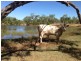 Mount Carbine QLD 4871