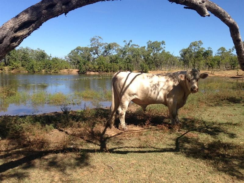 Mount Carbine QLD 4871
