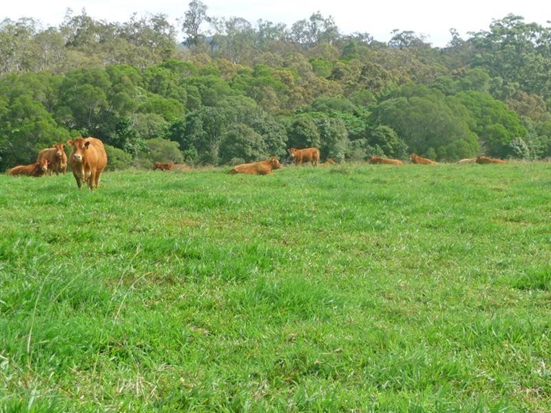 Upper Barron QLD 4883