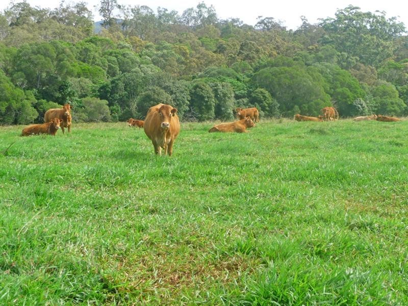 Upper Barron QLD 4883