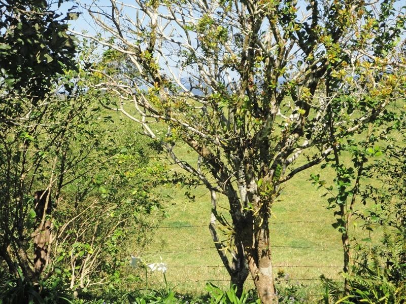 Millaa Millaa QLD 4886