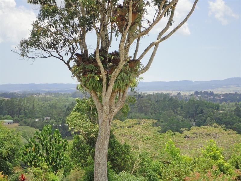 Malanda QLD 4885
