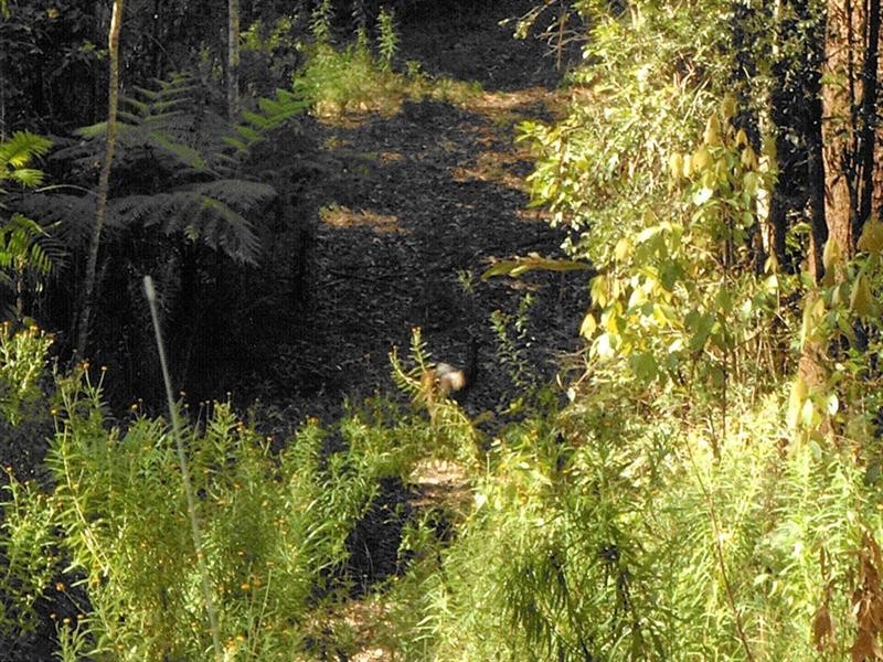 Upper Barron QLD 4883