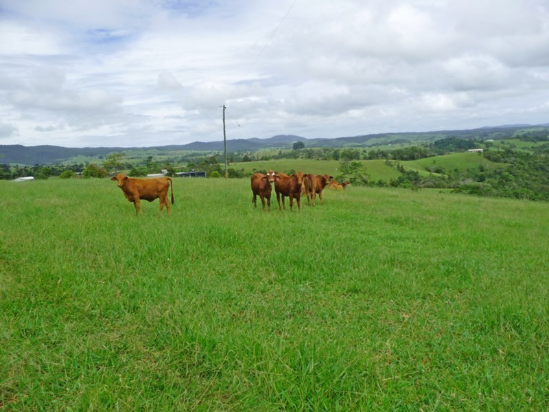 Millaa Millaa QLD 4886