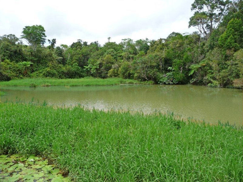 Millaa Millaa QLD 4886