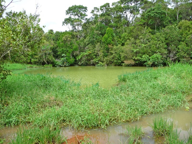 Millaa Millaa QLD 4886