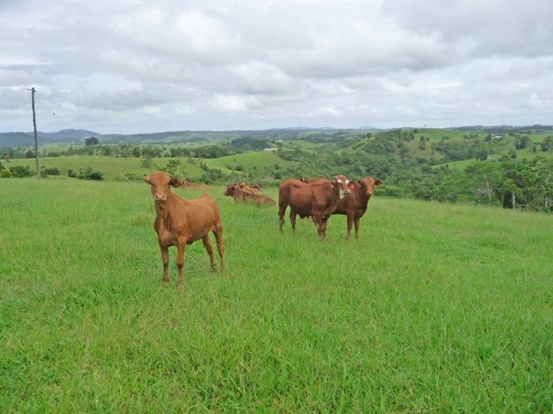 Millaa Millaa QLD 4886