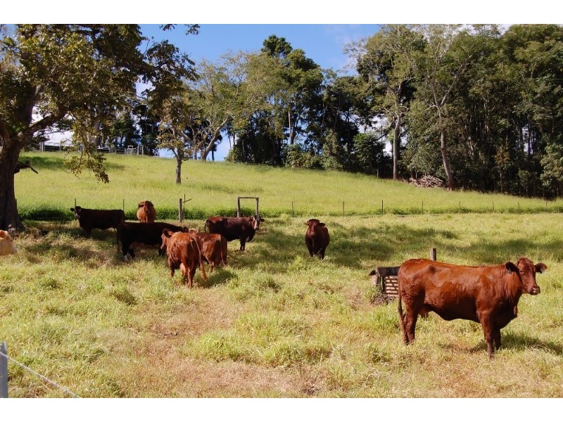 Upper Barron QLD 4883