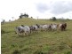 Tarzali QLD 4885