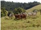 Tarzali QLD 4885