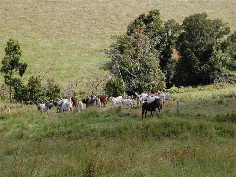 Tarzali QLD 4885