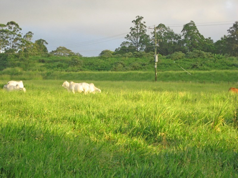 Yungaburra QLD 4884