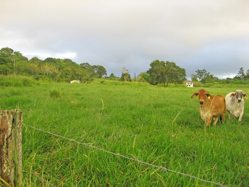 Yungaburra QLD 4884