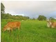 Yungaburra QLD 4884