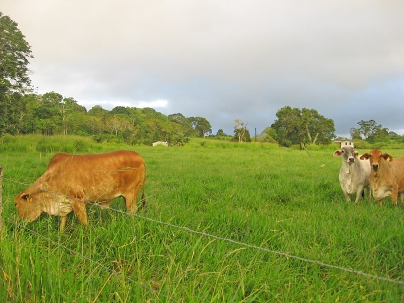 Yungaburra QLD 4884