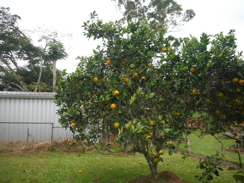 16 Rose Street, Atherton QLD 4883