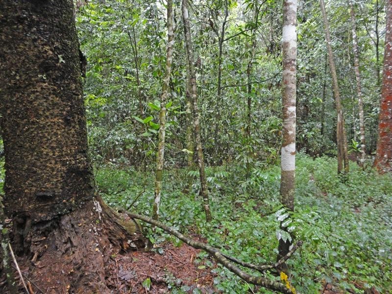Malanda QLD 4885