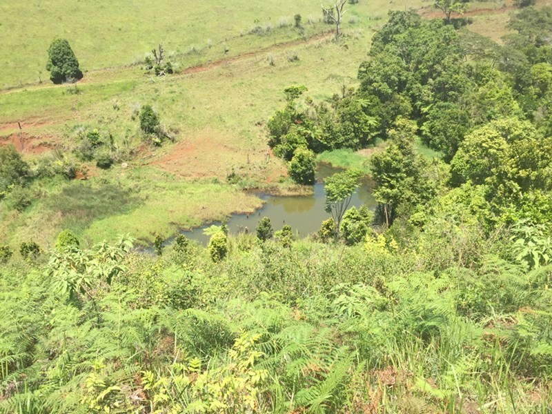 Millaa Millaa QLD 4886