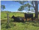 Millaa Millaa QLD 4886
