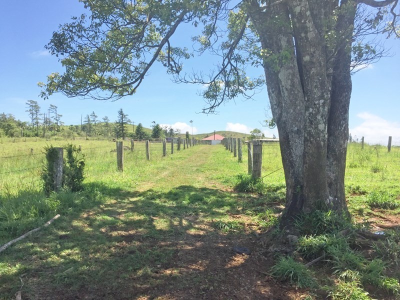 Millaa Millaa QLD 4886