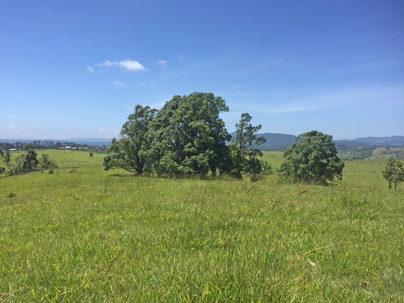 Millaa Millaa QLD 4886