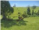 Millaa Millaa QLD 4886