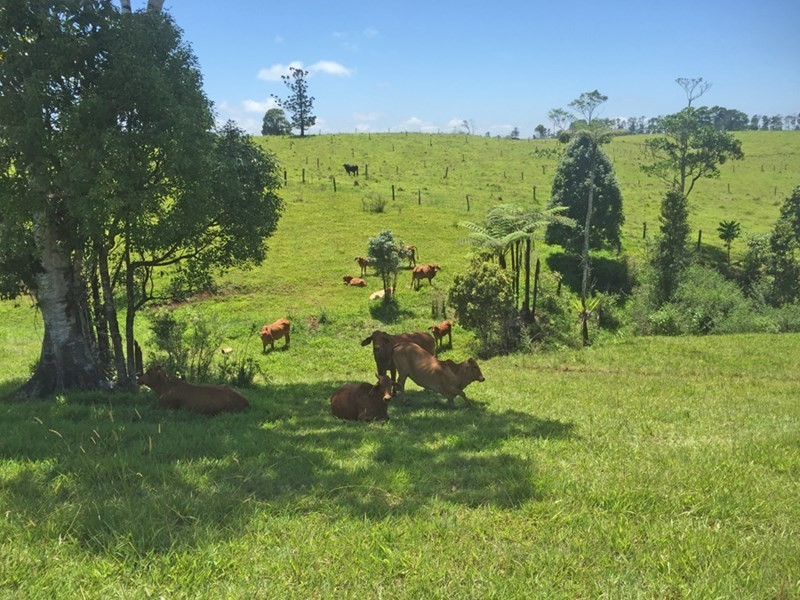 Millaa Millaa QLD 4886
