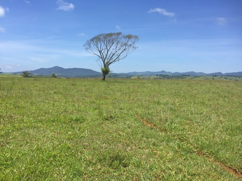 Millaa Millaa QLD 4886