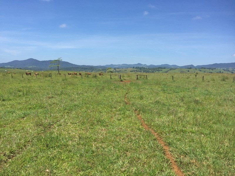 Millaa Millaa QLD 4886