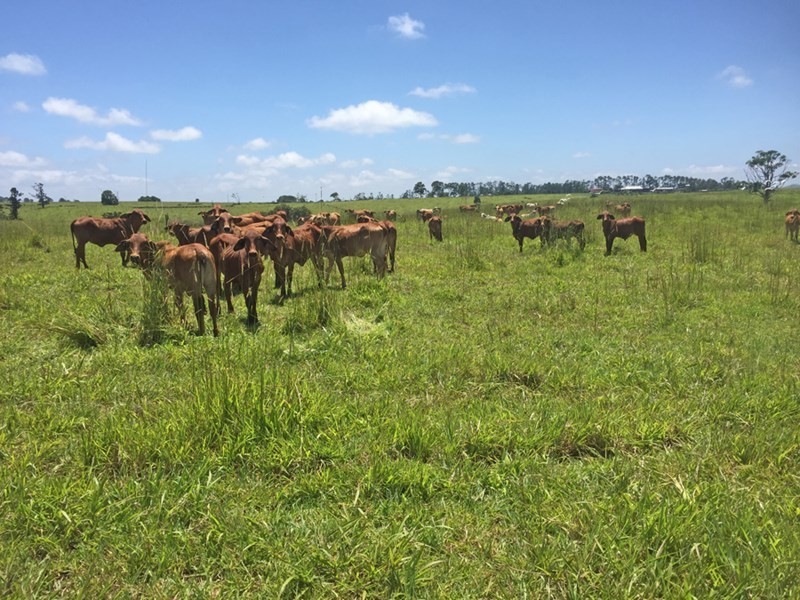 Millaa Millaa QLD 4886