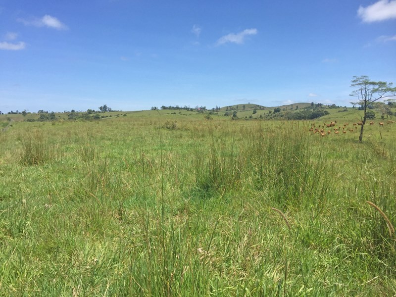 Millaa Millaa QLD 4886