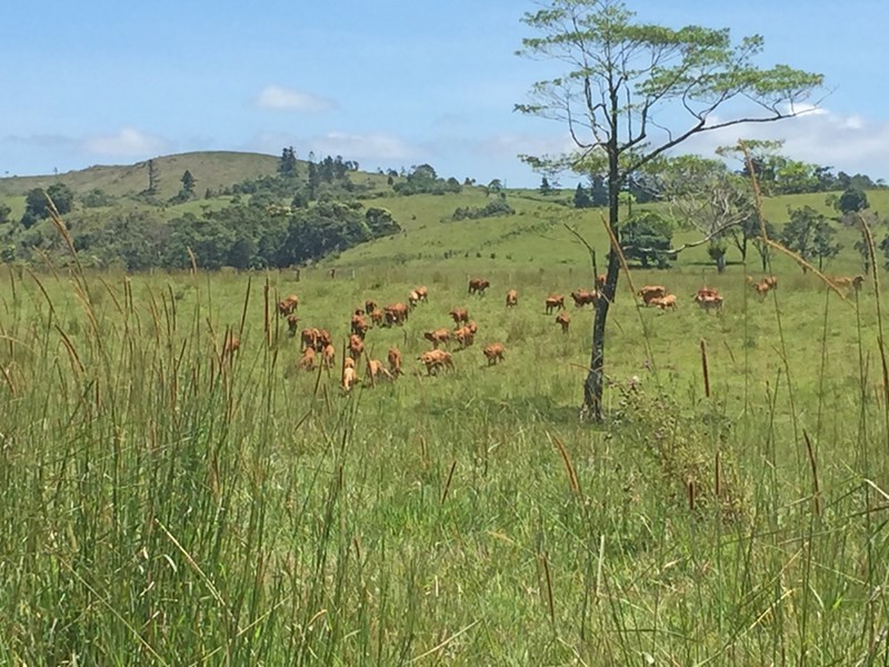 Millaa Millaa QLD 4886