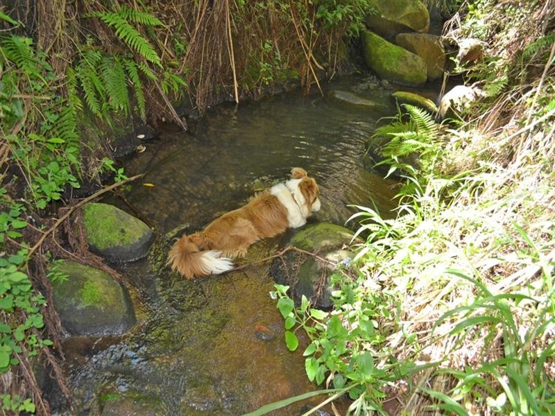 Millaa Millaa QLD 4886