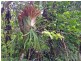 Topaz QLD 4885
