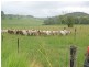 Millaa Millaa QLD 4886