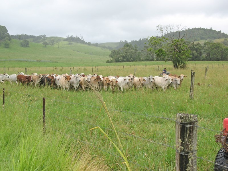 Millaa Millaa QLD 4886