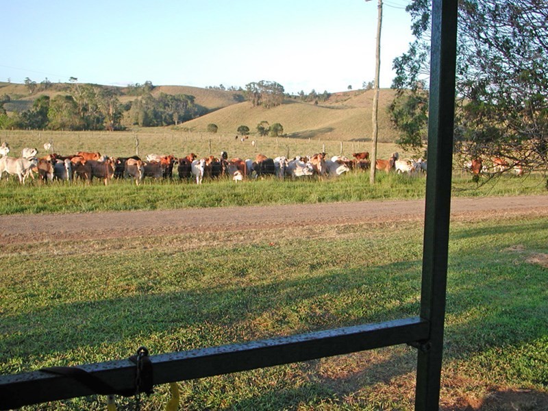 Millaa Millaa QLD 4886