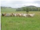 Millaa Millaa QLD 4886