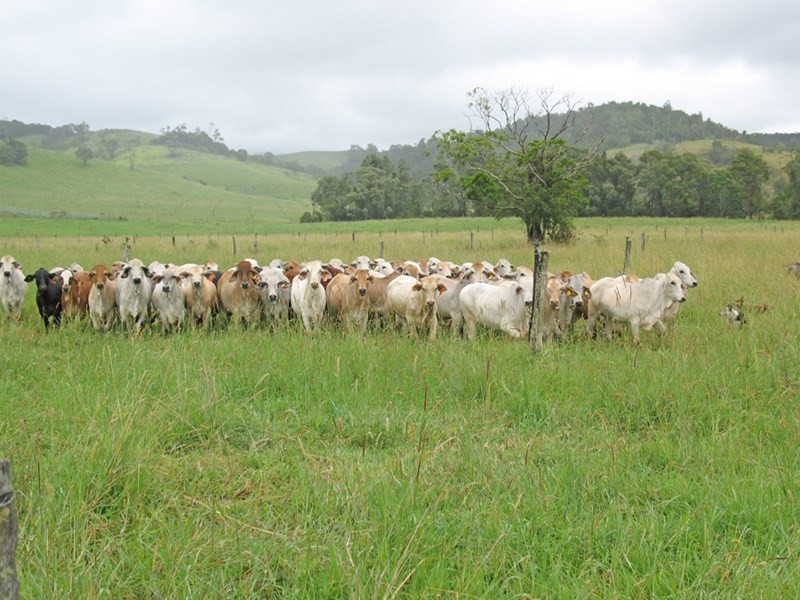 Millaa Millaa QLD 4886