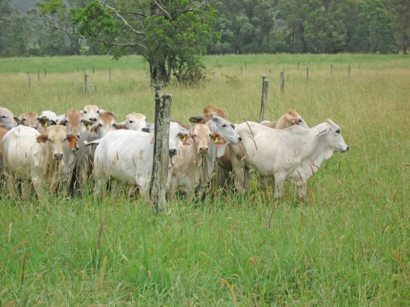 Millaa Millaa QLD 4886