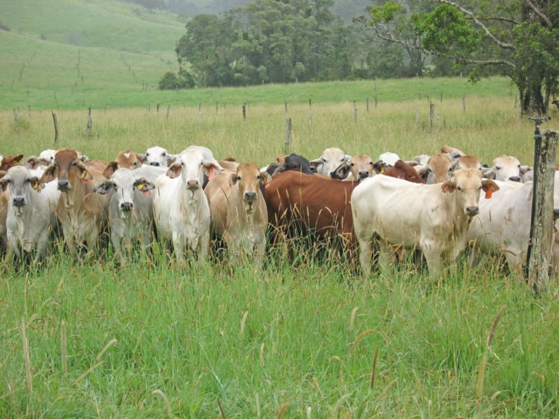 Millaa Millaa QLD 4886