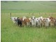 Millaa Millaa QLD 4886