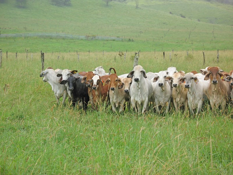 Millaa Millaa QLD 4886