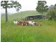 Millaa Millaa QLD 4886