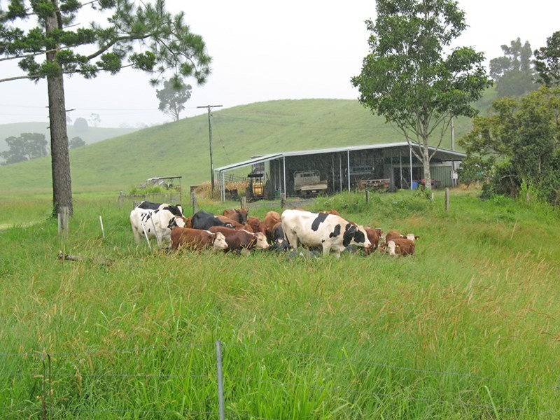 Millaa Millaa QLD 4886