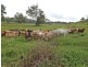 Millaa Millaa QLD 4886