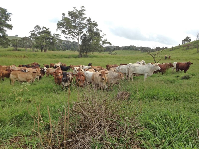 Millaa Millaa QLD 4886