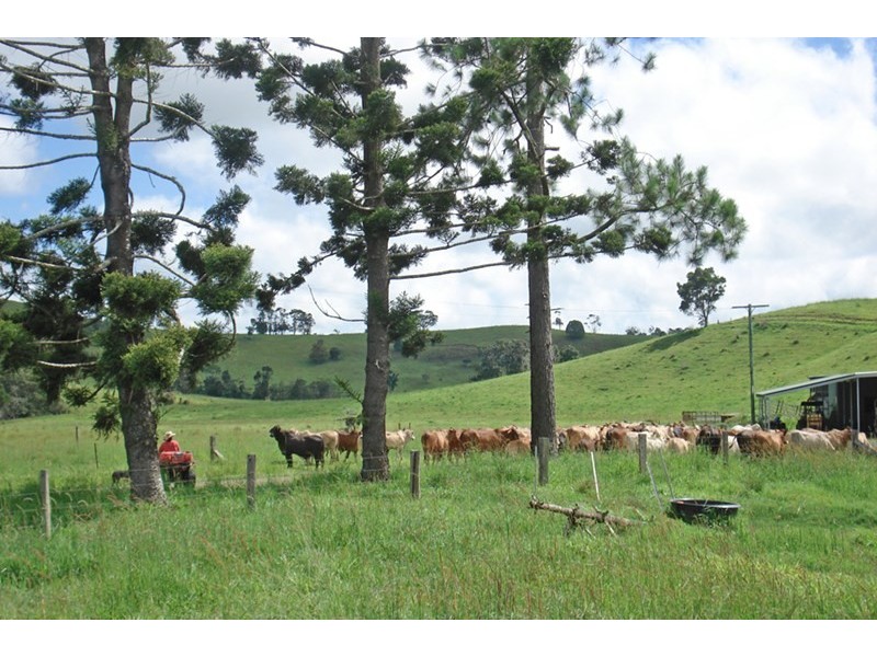 Millaa Millaa QLD 4886